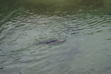 Sonbaharın sonunda, İspanya 'daki deniz alışılmadık görünüyor. Kasvetli gökyüzü, güçlü dalgalar. Ama kumsal hala çok güzel. Santander, Kasım.