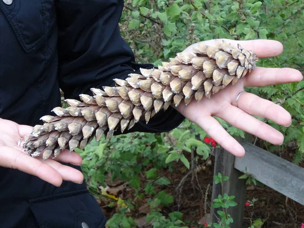 Ősi Építészet Fényes Növényzet Loire Atlantique Régióban Bretagne Francia Nantes — Stock Fotó