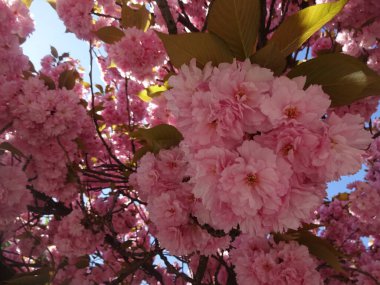 Fuzesabony 'de Sakura zamanı! Güzel ve güzel çiçekler ve küçük Macar şehri