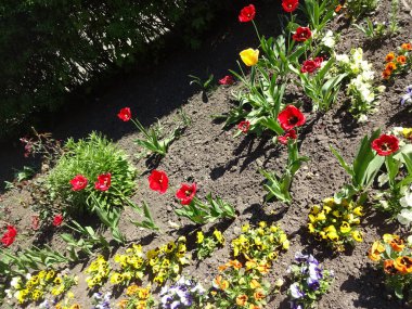 Fuzesabony 'de Sakura zamanı! Güzel ve güzel çiçekler ve küçük Macar şehri