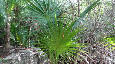 Senote yüzebileceğin bir mağara. Meksika 'da bir Cenote Cristallino..