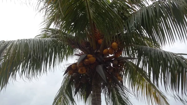 Meksika Yucatan Yarımadası Cancun Muhteşem Dalgalar Karayip Denizi Nin Filtresiz — Stok fotoğraf