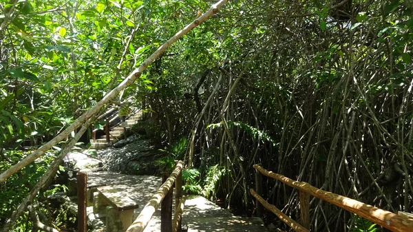 Senote Una Cueva Donde Puede Nadar Cenote Cristallino México — Foto de Stock