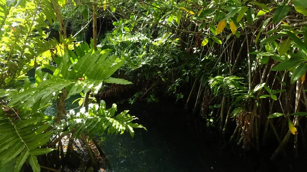 Senote Una Cueva Donde Puede Nadar Cenote Cristallino México — Foto de Stock