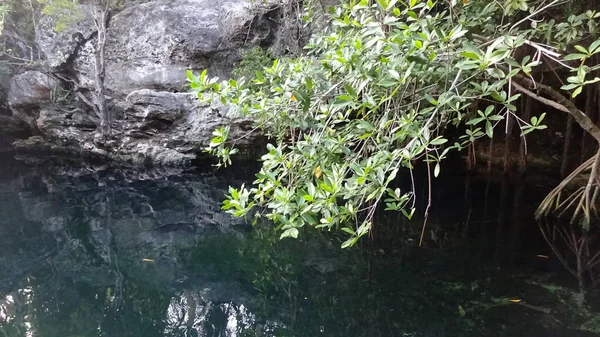 Senote Cave You Can Swim Cenote Cristallino Mexico — Stock Photo, Image