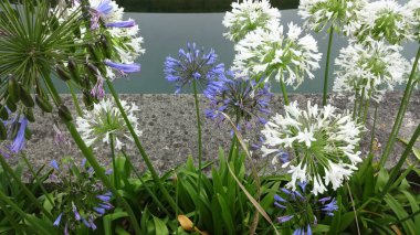 Santander 'in mimarisi ve doğası. Şaşırtıcı kuzey İspanya, dalgalar, deniz aslanları, uçurumlar ve harika plajlar. Alışılmadık binalar ve La Magdalena Yarımadası