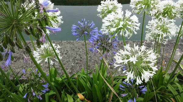 Santander 'in mimarisi ve doğası. Şaşırtıcı kuzey İspanya, dalgalar, deniz aslanları, uçurumlar ve harika plajlar. Alışılmadık binalar ve La Magdalena Yarımadası