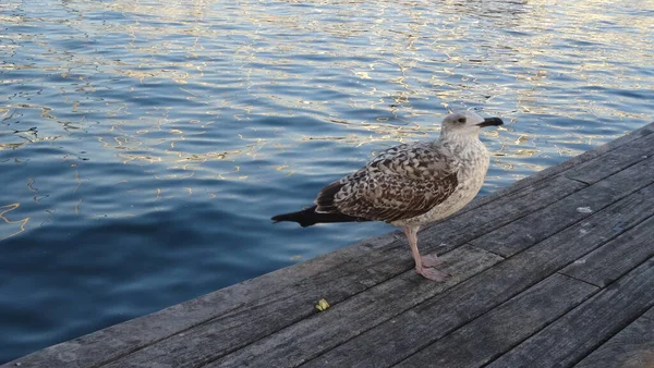 Katalonien Bra Plats För Stranden Kulturella Historiska Och Utomhusaktiviteter Ljusa — Stockfoto