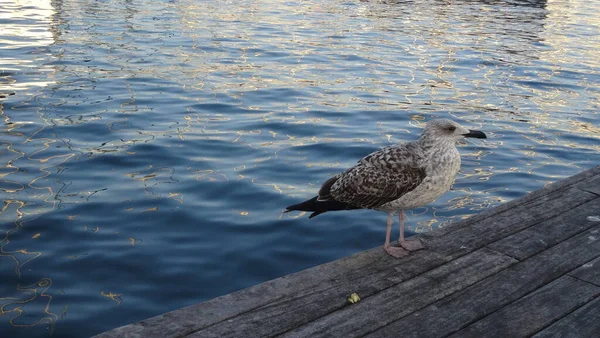 Katalonien Bra Plats För Stranden Kulturella Historiska Och Utomhusaktiviteter Ljusa — Stockfoto