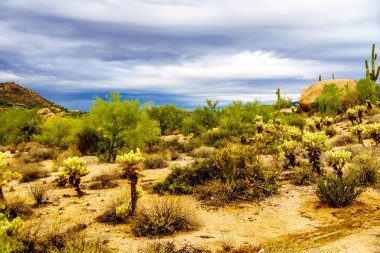 Kayalar Saguaro ve Cholla kaktüsler, yatay, çöl