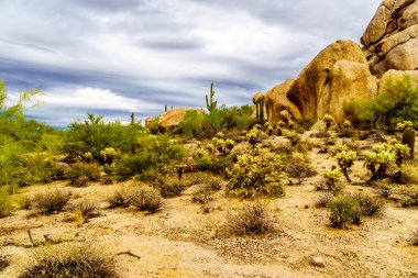 Kayalar Saguaro ve Cholla kaktüsler, yatay, çöl
