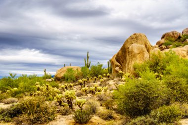 Kayalar Saguaro ve Cholla kaktüsler, yatay, çöl