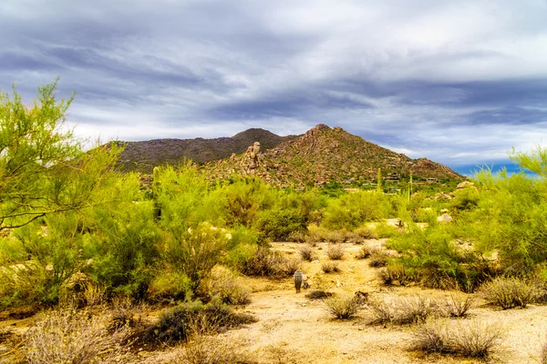 Desert landscape with Boulders and Cacti and Black Mountain in the Background — Stock Photo, Image