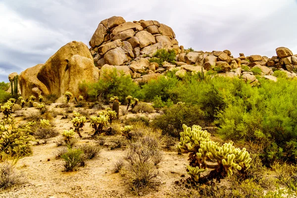 Desert landscape with Boulders with Saguaro and Cholla Cacti — Stock Photo, Image