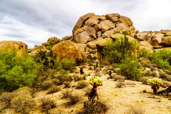 Desert landscape with Boulders with Saguaro and Cholla Cacti — Stock Photo, Image