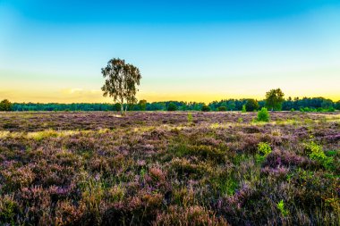 Veluwe Ermelo town yakınındaki üzerinde çiçek açan mor Calluna Heathers Heather alanlarla üzerinde yükselen güneş ile sabah erken