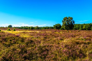 Heather Elspeedse Heide üzerinde mor çiçek açan Calluna Heathers alanlarla