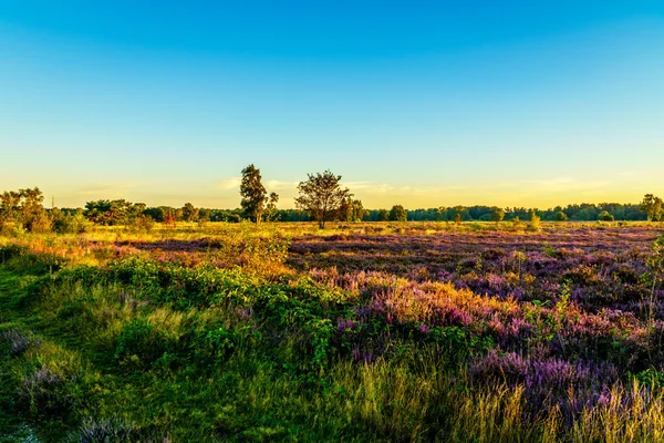 Nascer do sol sobre a Ermelose Heide com Calluna Heathers em plena floração — Fotografia de Stock