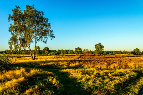 멜로의 마을 근처 Veluwe에 피 보라색 Calluna 히스와 헤더 필드에서 이른 아침 — 스톡 사진