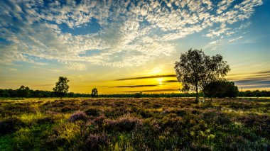 Sunrise Ermelose Heide Calluna Heathers tam Bloom ile üzerinde