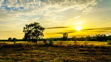 Sunrise Ermelose Heide Calluna Heathers tam Bloom ile üzerinde