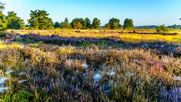 Toiles d'araignée couvrant le avec Calluna Heathers sur le Heide Ermelose — Photo