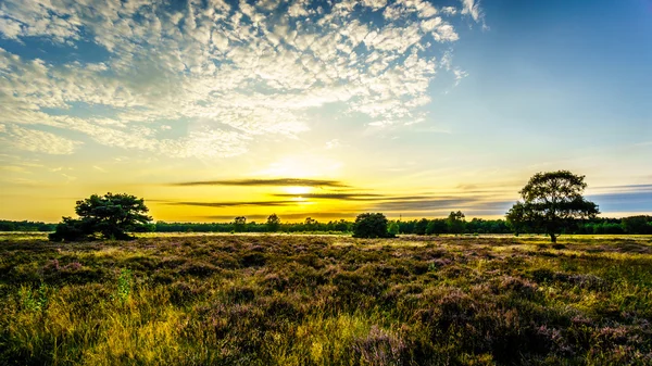 Wschód Słońca Nad Ermelose Heide Wrzosy Calluna Pełnym Rozkwicie Veluwe — Zdjęcie stockowe