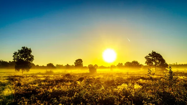 Nascer do sol sobre a Ermelose Heide com Calluna Heathers em plena floração — Fotografia de Stock