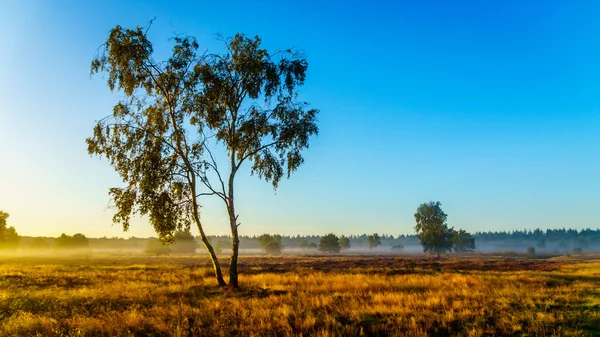 Ermelose Heide w Holandii na początku jesieni — Zdjęcie stockowe