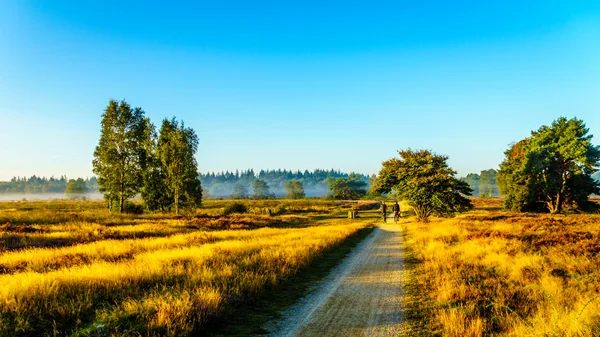 Arkadaşlar Ermelose Heide üzerinde bisiklet