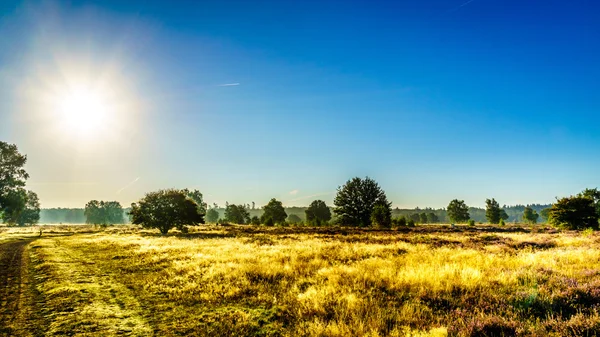 Salida del sol sobre el Heide Ermelose con Calluna Heathers en plena floración — Foto de Stock