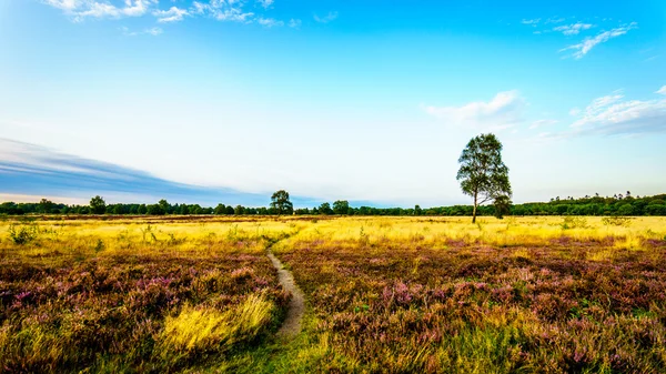 The Ermelose Heide aux Pays-Bas au début de l'automne — Photo