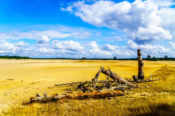 Ceppi di alberi morti nella sabbia gialla del mini deserto di Beekhuizerzand sul Veluwe nei Paesi Bassi — Foto Stock