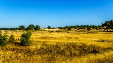 Beekhuizerzin mini çölünün sarı kumu ve Hollanda 'daki Veluwe 'de 