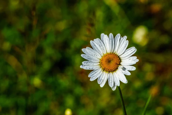 Daisy Wild Flower con Rainfrops en sus pétalos — Foto de Stock