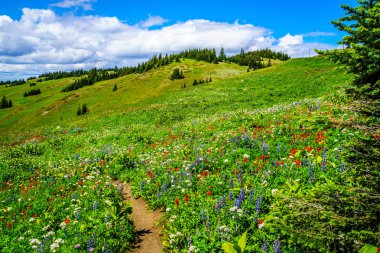Dağ dağ çayır kır çiçekleri ile aracılığıyla Tod dağda hiking