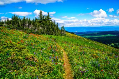Dağ dağ çayır kır çiçekleri ile aracılığıyla Tod dağda hiking