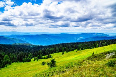 Çam böceği orman Shuswap dağlık etkilenen