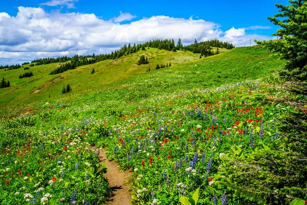 Randonnée dans les prairies alpines de montagne avec des fleurs sauvages sur la montagne Tod — Photo
