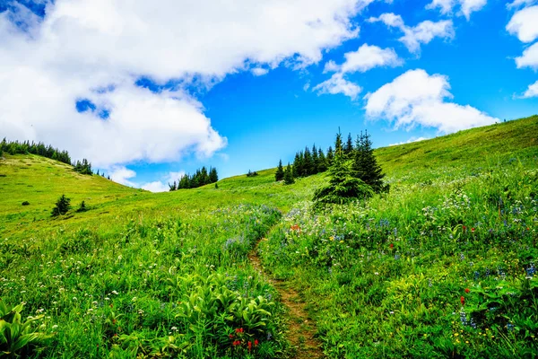 Senderismo a través de los prados alpinos de montaña con flores silvestres en la montaña Tod — Foto de Stock
