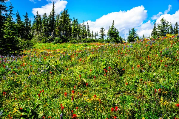 Senderismo a través de los prados alpinos de montaña con flores silvestres en la montaña Tod —  Fotos de Stock