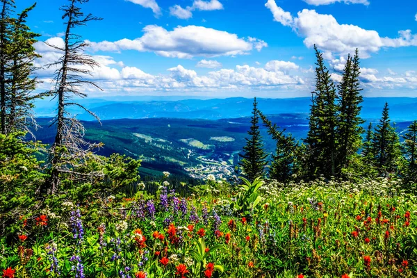 Senderismo a través de los prados alpinos de montaña con flores silvestres en la montaña Tod — Foto de Stock