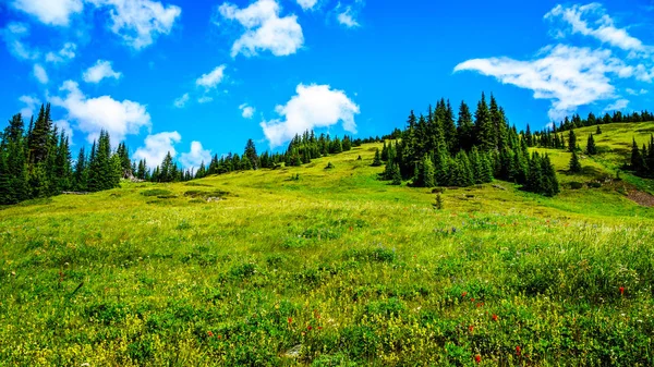 Senderismo a través de los prados alpinos de montaña con flores silvestres en la montaña Tod — Foto de Stock