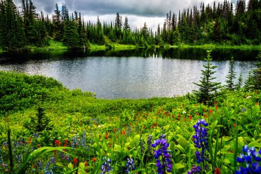 Tod Gölü Merkezi British Columbia Tod dağ Shuswap dağlık en üstündeki 1995 metre yükseklikte. Alpine Meadows göl çevresindeki kır çiçekleri tam.