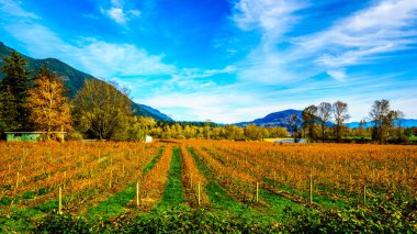 Sonbahar renkleri düz satırlar Blueberry bitkilerin çiftçi alanlar Fraser Valley