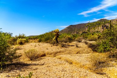 Black Mountain ve kuru çöl manzara Cholla ve Saguaro kaktüs