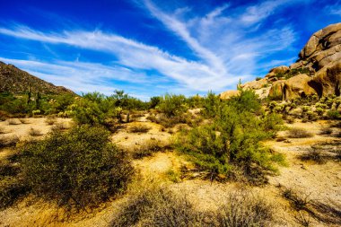 Cholla ve Saguaro kaktüs Arizona çölü'nde, yatay çöl