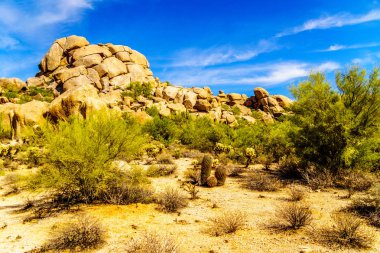 Yatay, varil kaktüsler kaygısız Arizona yakınlarında çölde kayalar, çöl