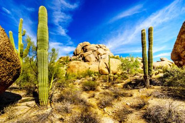Desert Landscape with Saguaro Cacti at the Boulders in the desert near Carefree Arizona clipart