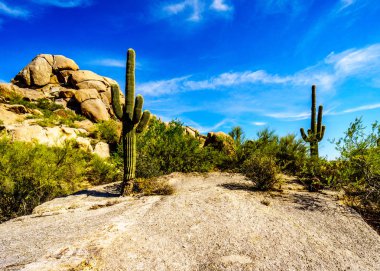 Yatay, Saguaro kaktüs kaygısız Arizona yakınlarında çölde kayalar, çöl